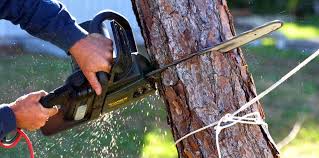 Best Lawn Pest Prevention  in Fort Hunt, VA