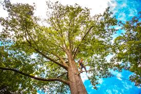 Best Root Management and Removal  in Fort Hunt, VA