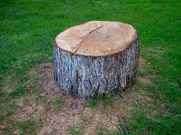 Best Tree Preservation Services  in Fort Hunt, VA
