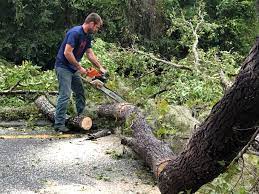 Best Tree and Shrub Care  in Fort Hunt, VA