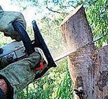 Best Arborist Consultation Services  in Fort Hunt, VA