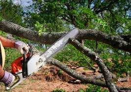 Best Tree Risk Assessment  in Fort Hunt, VA