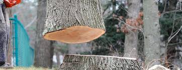 Best Tree Removal  in Fort Hunt, VA