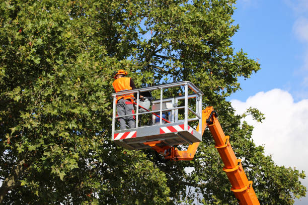 Best Tree Health Inspection  in Fort Hunt, VA