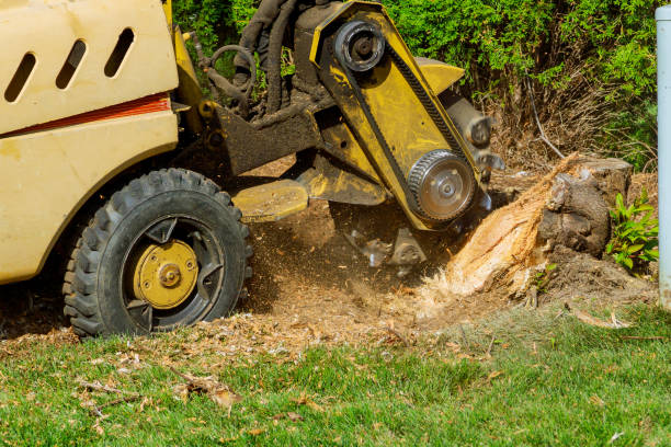 Best Lawn Grading and Leveling  in Fort Hunt, VA