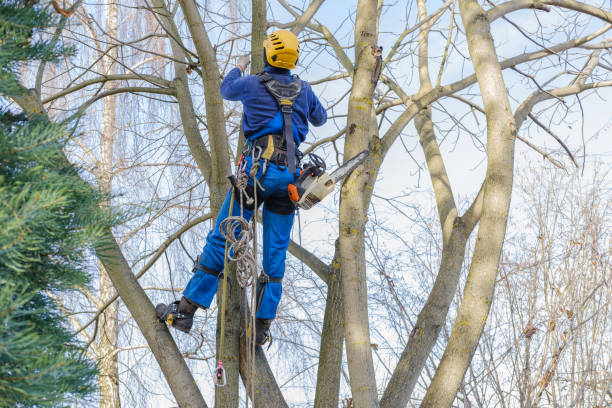 Best Lawn Watering Services  in Fort Hunt, VA
