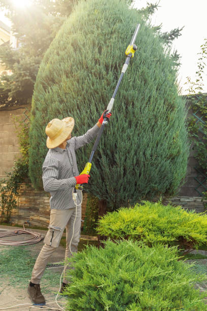 Best Sod Installation  in Fort Hunt, VA