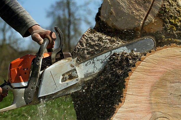Trusted Fort Hunt, VA Tree Services Experts