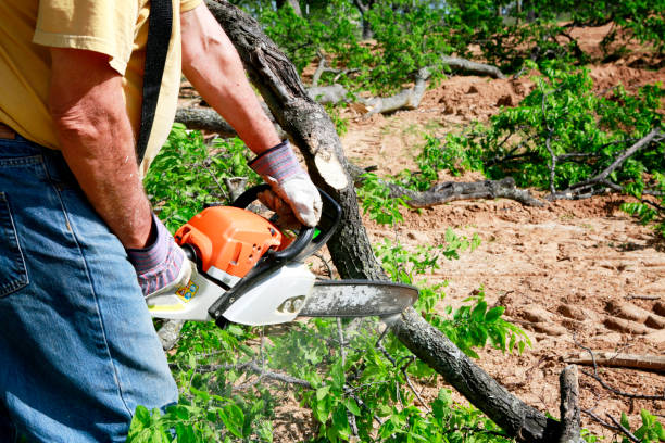 Best Aeration Services  in Fort Hunt, VA