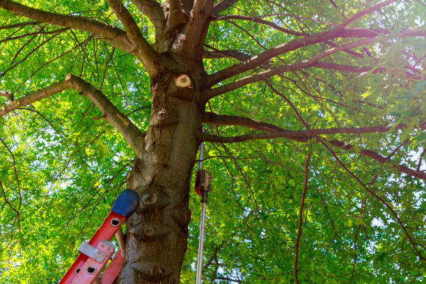 Best Commercial Tree Services  in Fort Hunt, VA